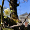 「積善の家に余慶あり」を信じたいことと『八日目の蟬』とやっと梅の開花