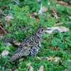 公園の野鳥達（トラツグミ・エナガ）