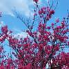 桜の名所 角館 桜まつり ２０２２年 期間は？