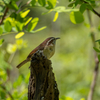 ポトマック川下流域の野生動物保護区で野鳥探しハイク、第二回。