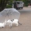 梅雨に家族でお出かけ！雨でもわんこと楽しめる場所は？