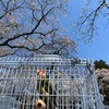 お花見現場から♪