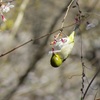 富士桜にメジロ