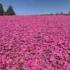 ♯６４　秩父 羊山公園の芝桜〜今年は春がやってくるのだろうか・・・