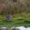 Andean Teal アンデスコガモ