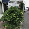 紫陽花