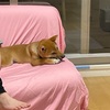 柴犬「きび」が来てから40日目【リビングを支配したきび】