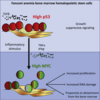 【文献紹介】MYCはファンコニ貧血患者の骨髄機能不全を引き起こす