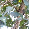 セグロコゲラ Grey-capped Pygmy Woodpecker