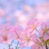 桜の木の下で