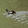 鳥とか月とか雲とか