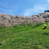 圧巻！！（霞ヶ城公園の桜は凄すぎる・・・：二本松市）