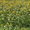 夏🌻の養生