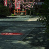 熊野神社の八重桜