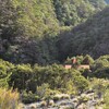 DAY#91 Top wairoa hut to Porter's creek hut (14)