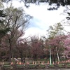 みどりの日　札幌　円山公園　行ってみた　5月4日(月)2020