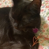 猫さん、飛行機に乗る