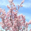 ★千葉の桜はもう満開・・・ナレッジ＆ワークスは八分咲き！？