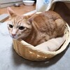 ダイソーの猫用かごベッドはいかが？