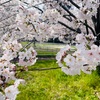 青春18きっぷ【2024春】ラスト旅は、桜満開