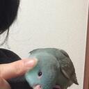 hagoromobudgerigarのブログ