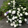 我が家の寄植えの紫陽花と額紫陽花