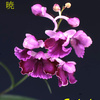 今日の花（2012.5.1）