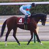 今回は内目の枠が仇となり、レース序盤は窮屈な競馬を強いられる。それでも１歩引いて外へ持ち出すと、直線では手応え以上に渋太い脚を披露。ただ、坂を駆け上がってからは脚色がほぼ同じになって４着まで。負けたのは悔しいも、悲観する内容ではなし。今後の良い経験として欲しい。★ペースセッティング