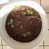 さくら草