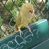 パリの公園でインコと濃厚接触