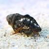 (海水魚)ヤドカリ 沖縄産 スベスベサンゴヤドカリ(3匹) 北海道航空便要保温