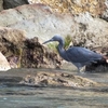 クロサギ　高戸小浜