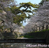 夙川の桜