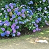 今日からうさぎ島（大久野島）です、紫陽花の頃です