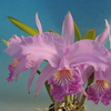 Cattleya lueddemanniana 　x sib.　(Tentacion'SM/JOGA x ('Calex' x 'Maruja')) 