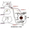 目の疲れと肩、首の痛み