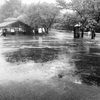 雨中散歩で栗拾い