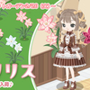 アマリリス　イベントタネ再入荷
