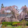 山梨観桜旅行（２）：塩山・慈雲寺，満開のイトザクラ。