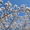 公園の春の花5