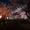 夜桜を見に🌸
