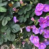 これ何ていう植物の花だろう