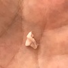 またまた犬の乳歯が抜けました。これはどこの歯？