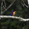 Buff-breasted Paradise Kingfisher 夕暮れのシラオラケットカワセミ