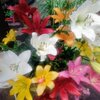 色とりどり！１１品種５千株のユリが見ごろ！【富山：氷見あいやまガーデン】