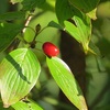 山茱萸の実