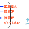 【医学部編入】生命科学講義・細胞の営み②　～細胞接着～