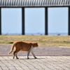 千葉県袖ケ浦市のニャー