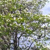 花水木の花が満開です。