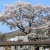 清浄院の墓守桜・・